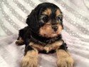 Female Black and Tan Cavachon Puppy for sale Summer of 2012